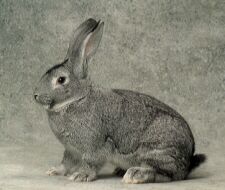 Gro&szlig;chinchilla