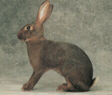 Hasen