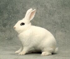 Hotot