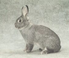 Kleinchinchilla